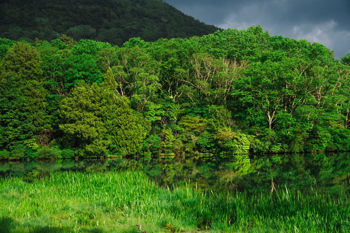 奥日光・湯の湖　2024年６月